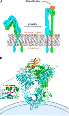 Structure-Function Relationship of the Disintegrin Family: Sequence Signature and Integrin Interaction